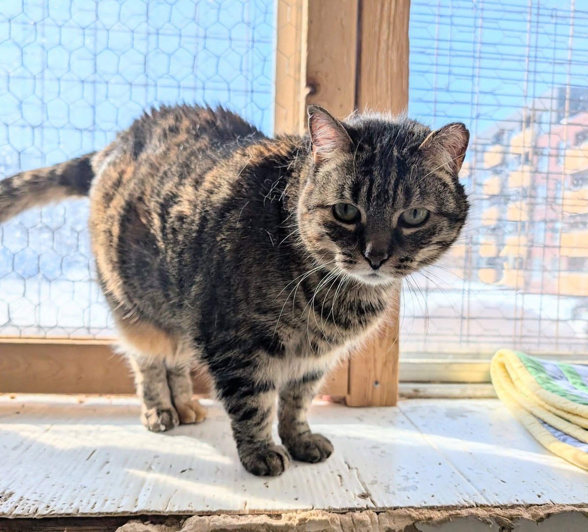 Sweet Ginette spent over a decade wandering the streets of Hochelaga. We think it’s high time for her forever home, don’t you?