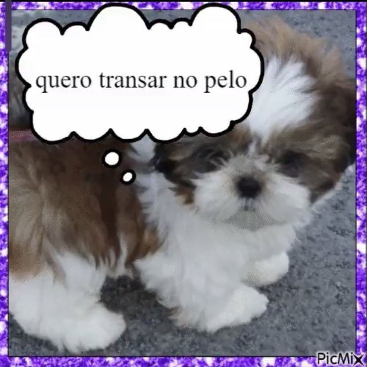 animais com frases aleatorias (@animaisfrases_) on Twitter photo 