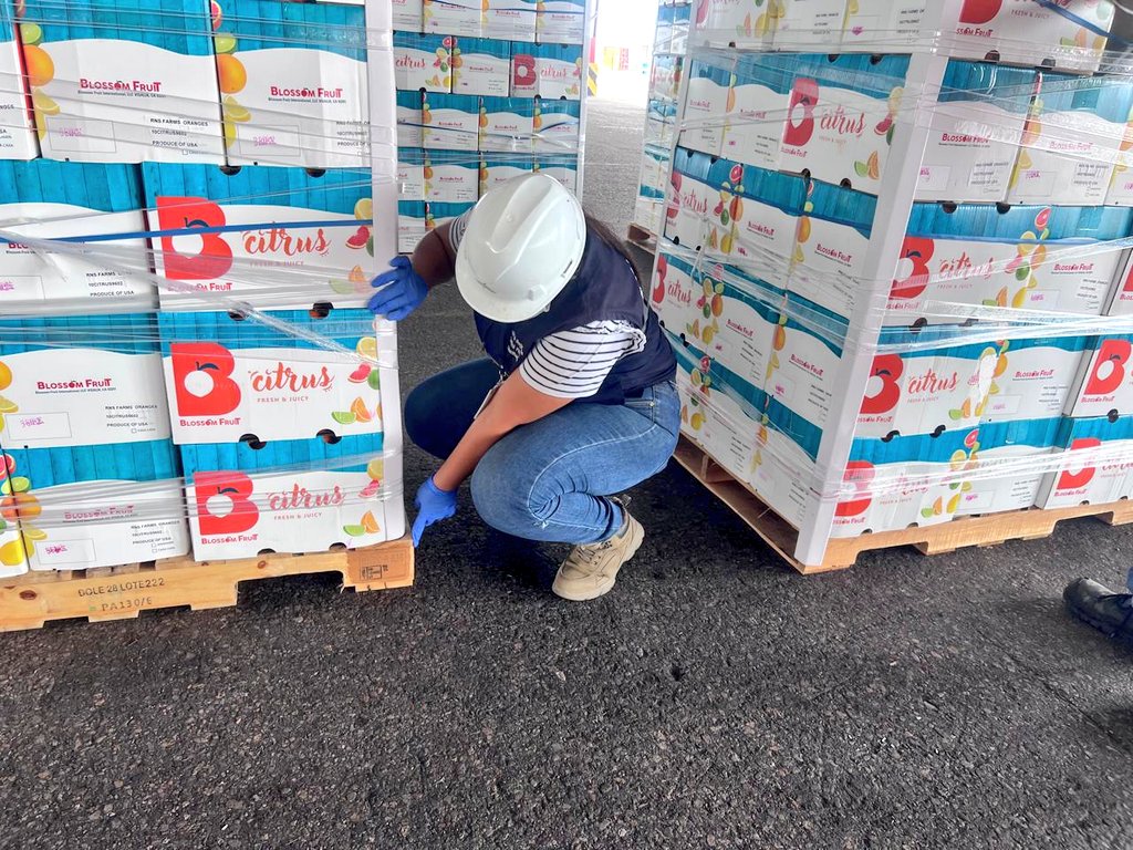 AgrocalidadZ7's tweet photo. #ElOro | Realizamos inspección fitosanitaria a productos vegetales de importación (naranja) y artículos reglamentados  con el fin de prevenir el ingreso de plagas cuarentenarias, en el punto de control marítimo Puerto Bolívar. #ExportamosCalidad https://t.co/npRNgkvsNT