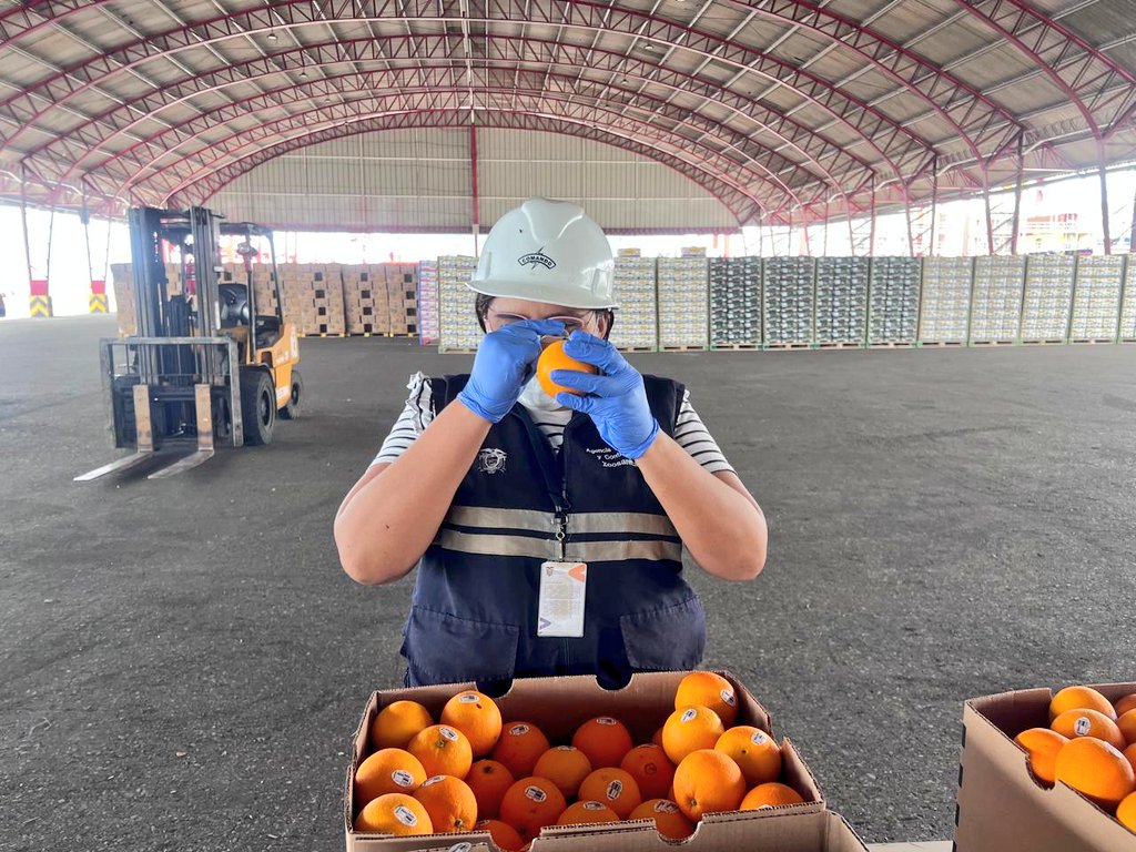 AgrocalidadZ7's tweet photo. #ElOro | Realizamos inspección fitosanitaria a productos vegetales de importación (naranja) y artículos reglamentados  con el fin de prevenir el ingreso de plagas cuarentenarias, en el punto de control marítimo Puerto Bolívar. #ExportamosCalidad https://t.co/npRNgkvsNT