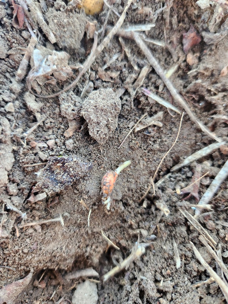 Ultra Early Barley! Once again we have shifted gears and onto Barley. Looks like Dormant seeded Barley will pull through. <a href="/Agronomydoc/">Brian Beres</a>. Things are looking good! Seeded Nov 23, 2024. #saskbarley #manitobacropalliance