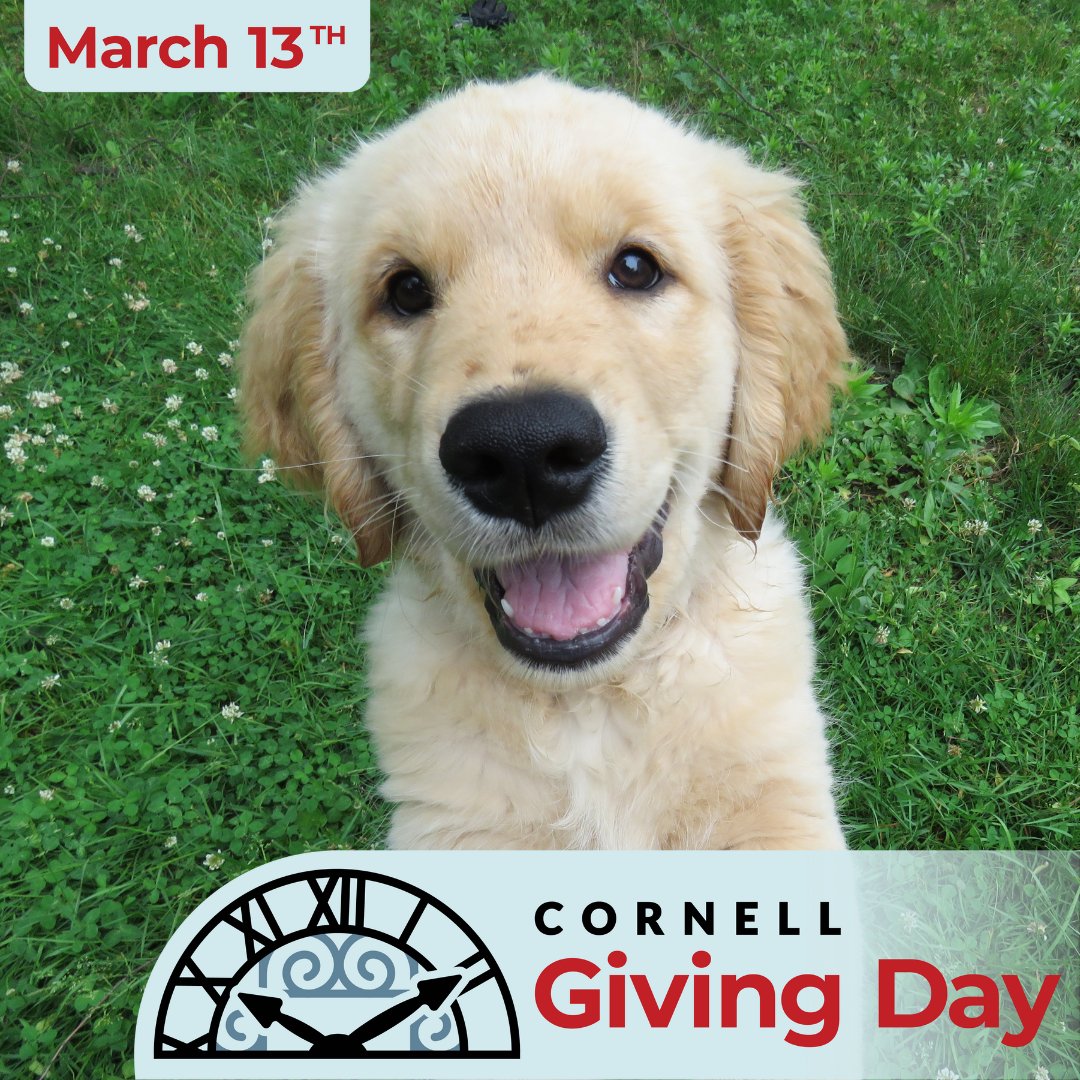 Cornell Giving Day is March 13! ✨ A gift of any size can make a huge difference in the lives and experiences of Cornell students. Help #CornellVet improve the health and well-being of animals by making a gift to our annual fund on #CornellGivingDay: givingday.cornell.edu/organizations/…