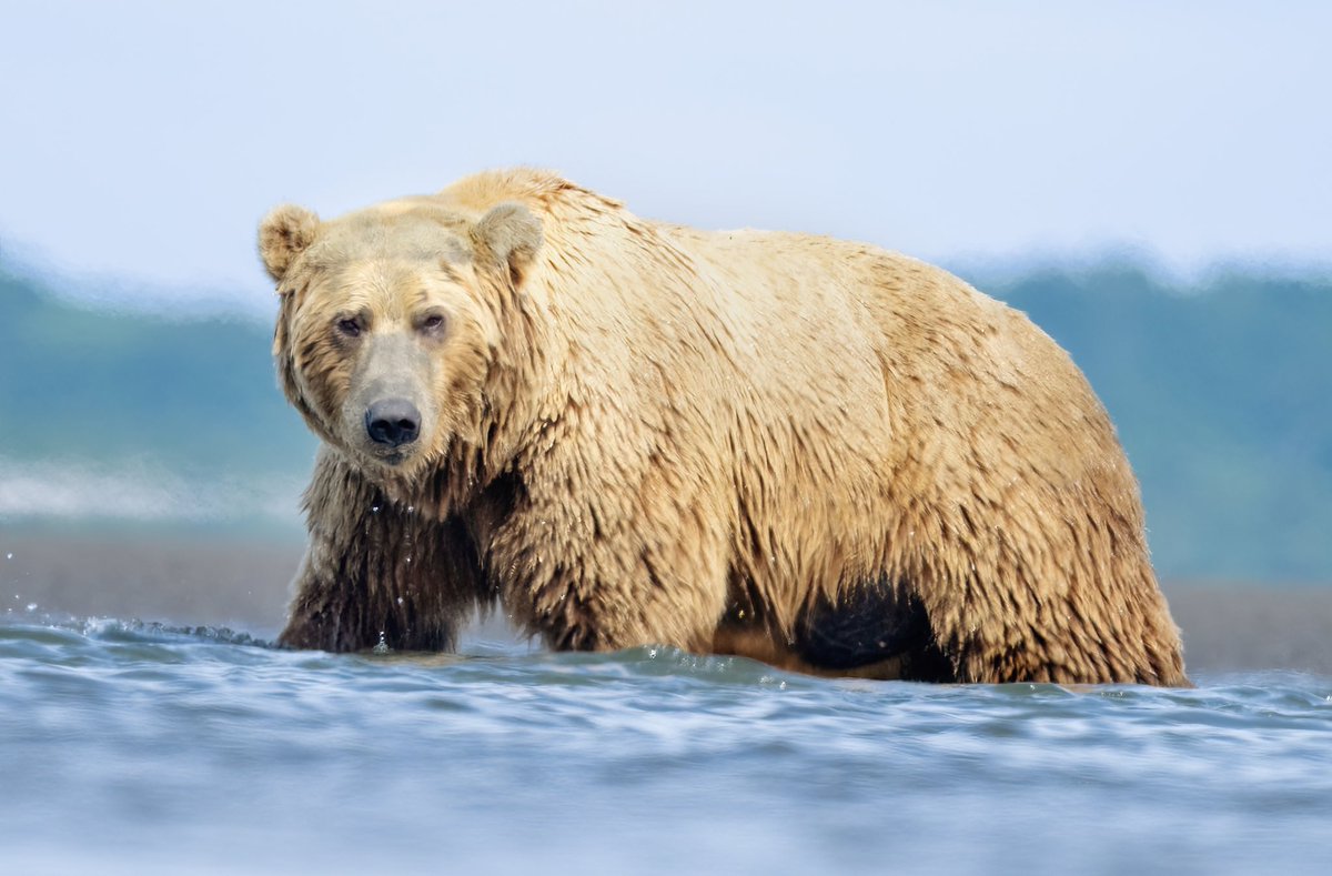 NikonUSA's tweet photo. @DebSandidge Check out these incredible photos from Nikon Ambassador @TamaraLackey on her Nikon Z6III + NIKKOR Z 600mm f/6.3 VR S https://t.co/aAOlW8xGsD