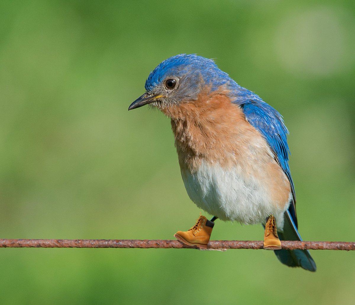 🗣️THE STATE BIRD OF NEW YORK IS THE EASTERN BLUEBIRD!!!