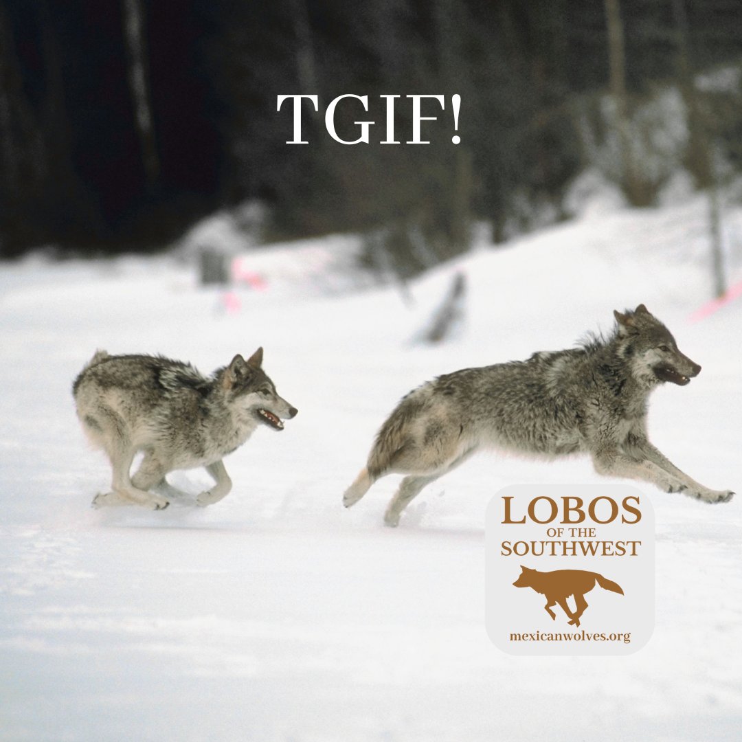 MexicanWolves's tweet photo. https://t.co/KMpRDEU4qt
