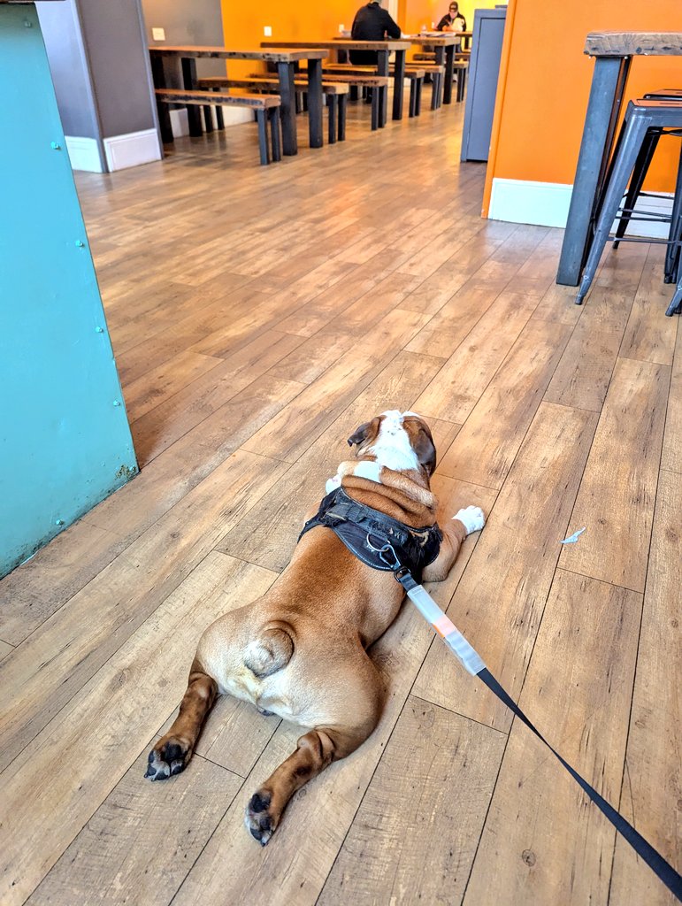 jayclark0106's tweet image. At the #HwB #Narberth what a cracking little find this is.... tap house and street food.... Smells absolutely amazing 😍 The Boi is done in mind 😂🍻 #BulldogProblems