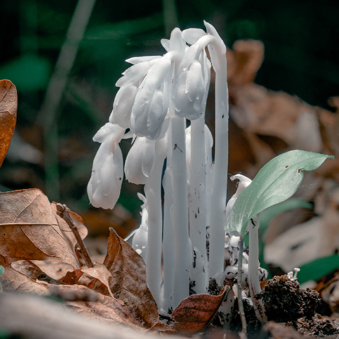 LuministPhoto's tweet photo. Have you ever seen these plants? Do you know what they are called? 

#luministphotography #photographer #weddings #weddingphototagrapher #newenglandphotographer #portraitphotographer #headshots https://t.co/Sobziv0guA