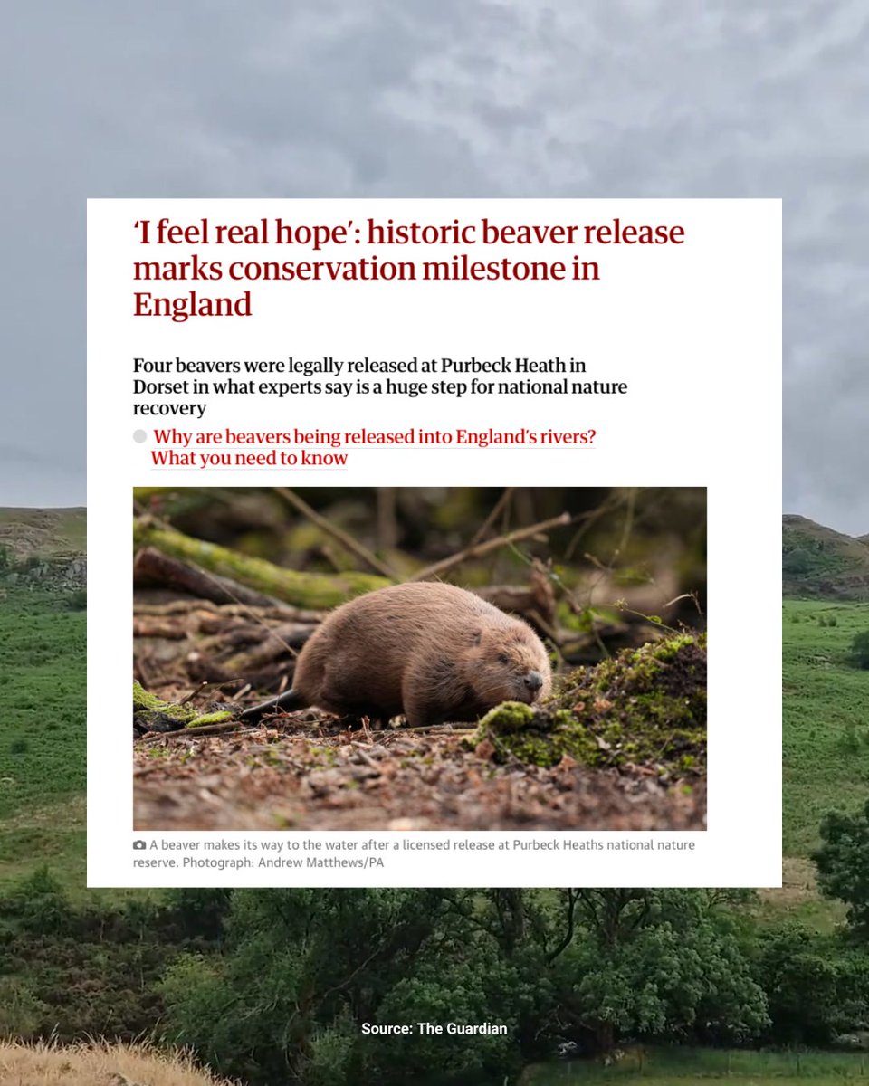 Congratulations to Network member Purbeck Heath, where the first wild beavers have officially been released, marking a historic moment for rewilding in England 🌿✨

We're thrilled to see these incredible animals returning to the landscape.