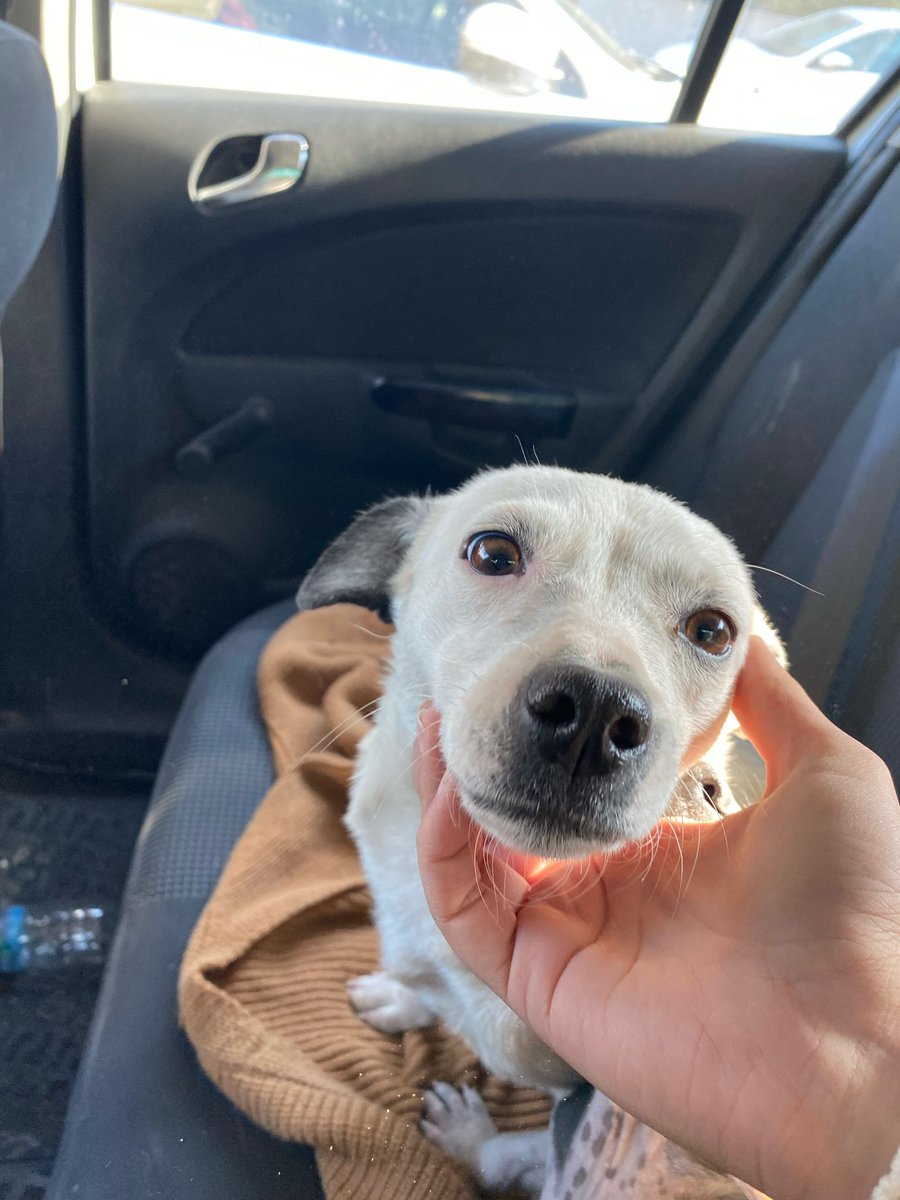 Yuva bulunamazsa tehlikeli sokaklara geri dönecek. Sadece 1 saniye ayırıp paylaşırsaniz yuva bulmamiza yardım etmiş olursunuz 🙏 
Adı şiva,dişi,kısır,Jack russel kirmasi.