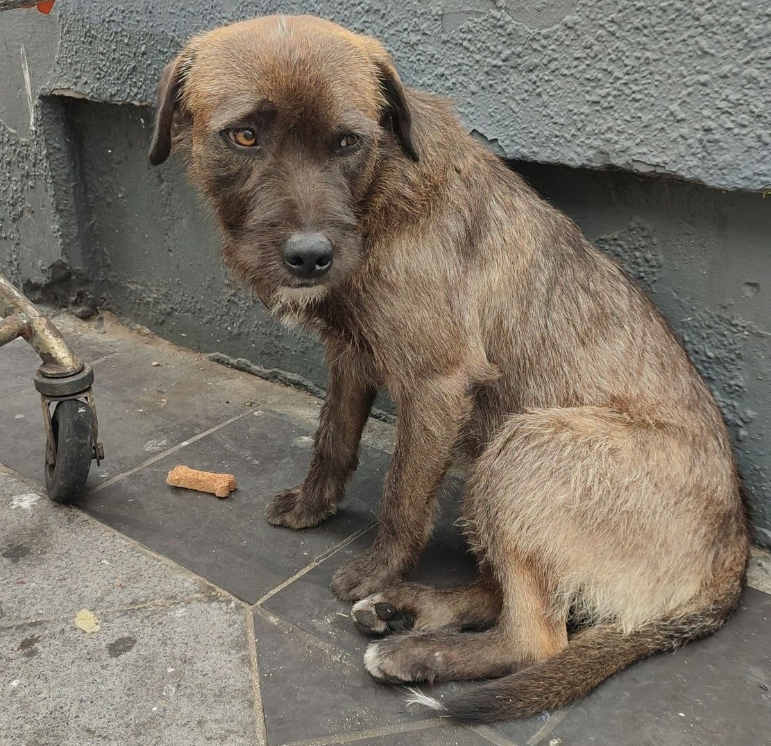 Perrito, perdido o abandonado, lleva varios días en Plaza Sotomayor, al lado del muelle, en Valparaíso. Favor RT por si su familia lo está buscando u otra desea adoptarlo!
#Valparaíso