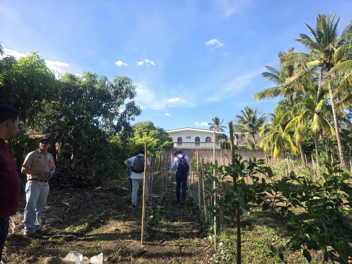 iica_sv's tweet photo. Durante la gira de evaluación se han visitado productores beneficiarios de las zonas de Chalchuapa, Texistepeque y Metapán, los cuales a un año de haber finalizado las acciones en campo, continúan con la implementación de los Sistemas Agrorestales Multiestrato @IICAnoticias https://t.co/QaIntWRNRF