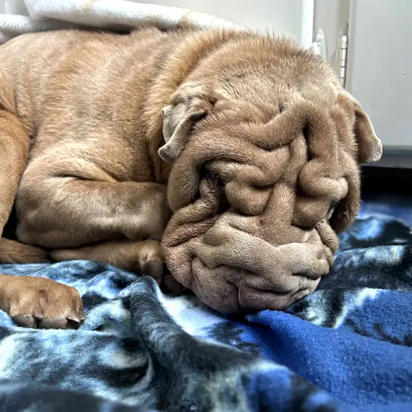 welovecuddly's tweet photo. We just received the saddest case 💔 This senior #SharPei - both blind and deaf was found frozen on a golf course. The most heartbreaking part? While his owners didn't have the time to take him to a shelter, they had the time to handwrite a note: https://t.co/boL0d7kH1S https://t.co/lXgHbyZNsw