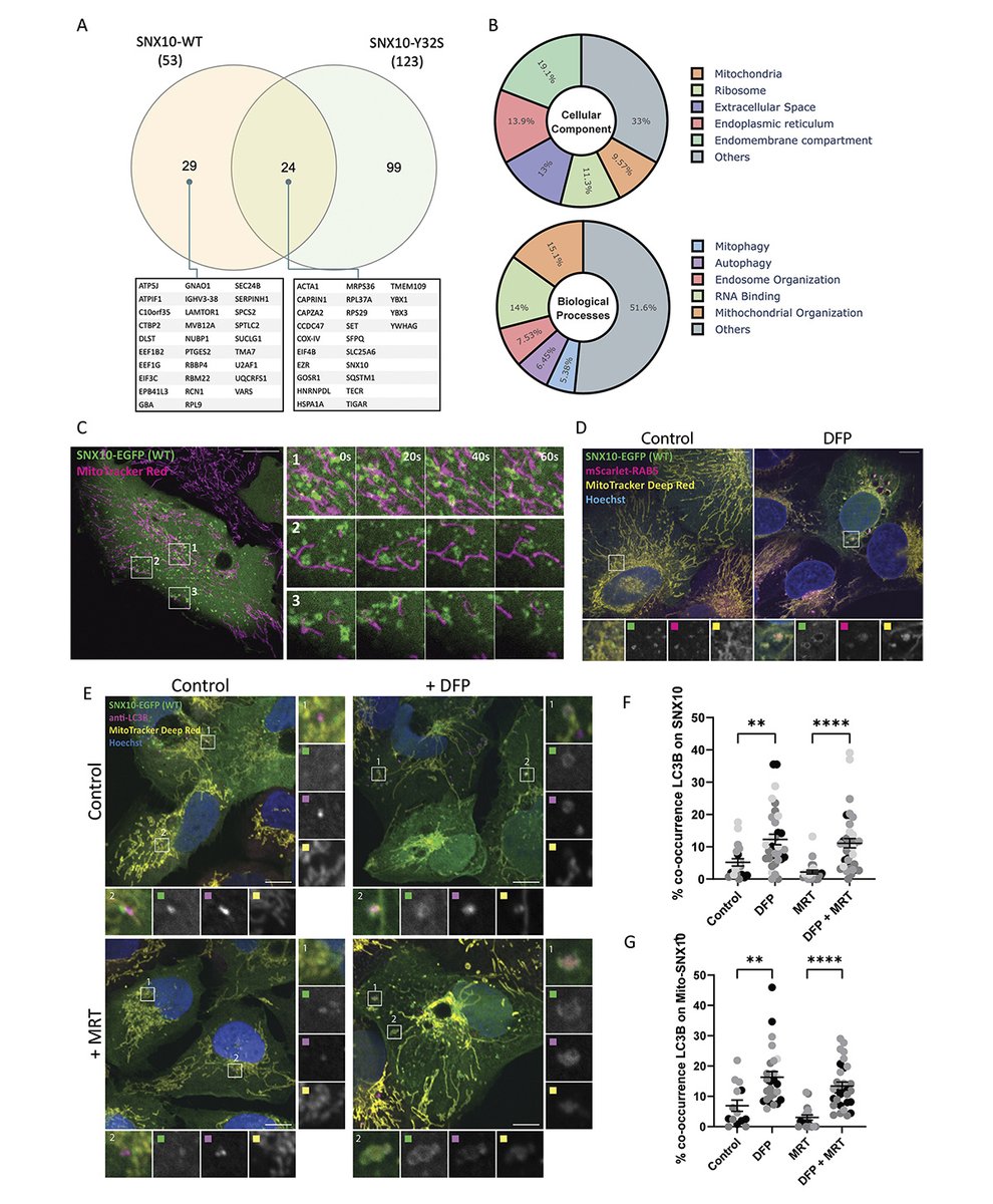 Trachsel-Moncho, Simonsen et al. identify the endosomal protein SNX10 as a modulator of piecemeal #mitophagy of OXPHOS machinery components and mitochondrial homeostasis.  hubs.la/Q039XjGs0
#Mitochondria #Metabolism #CellDeath