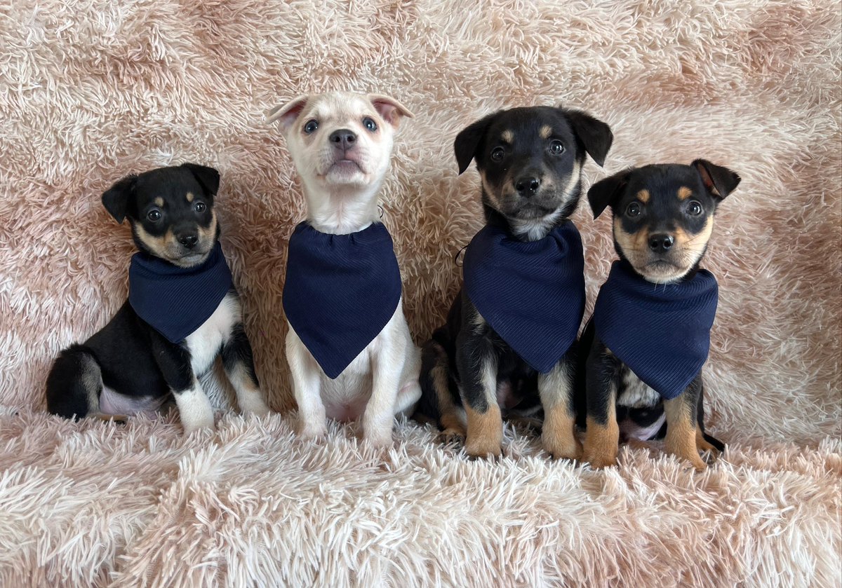 A r l y 🪲 tweet media