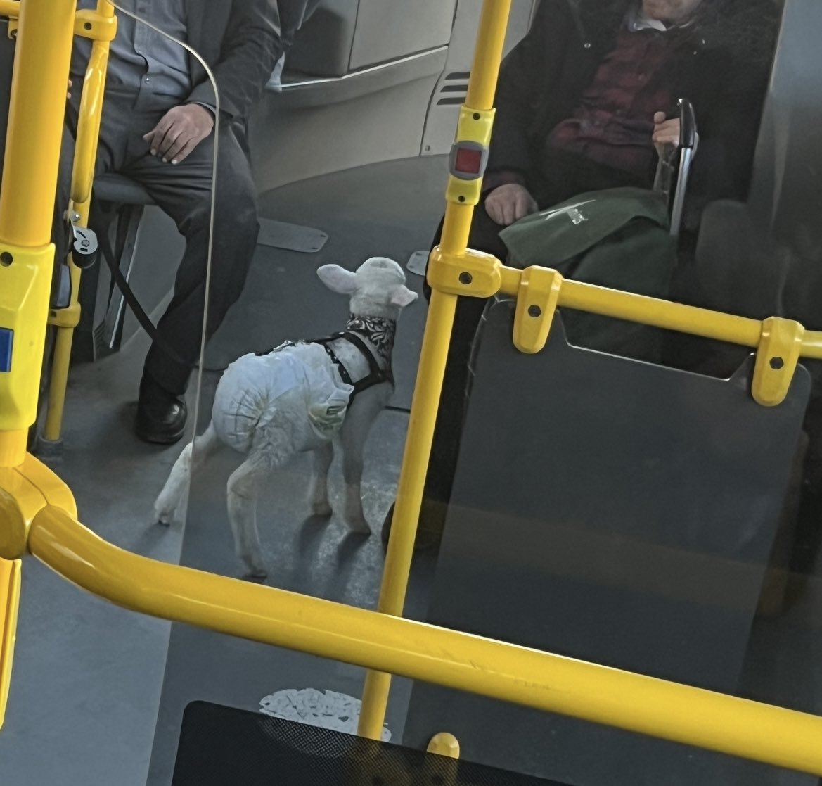 Bugün otobüste böyle bi şeyle yolculuk ettik