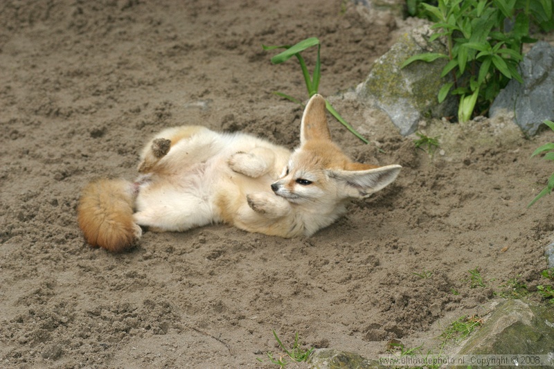 Fennec Every Hour! (@fenneceveryhr) on Twitter photo 