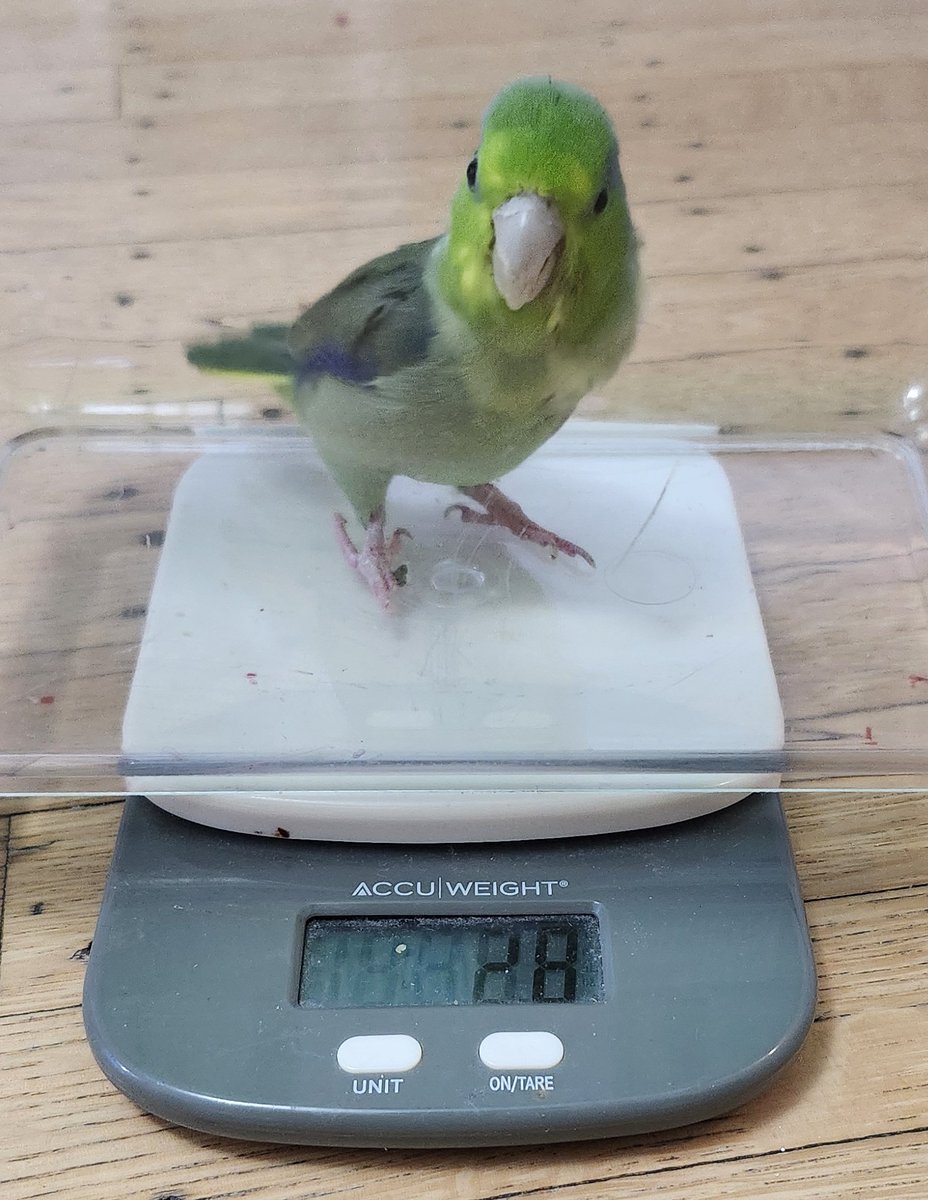 The feathers tweet media