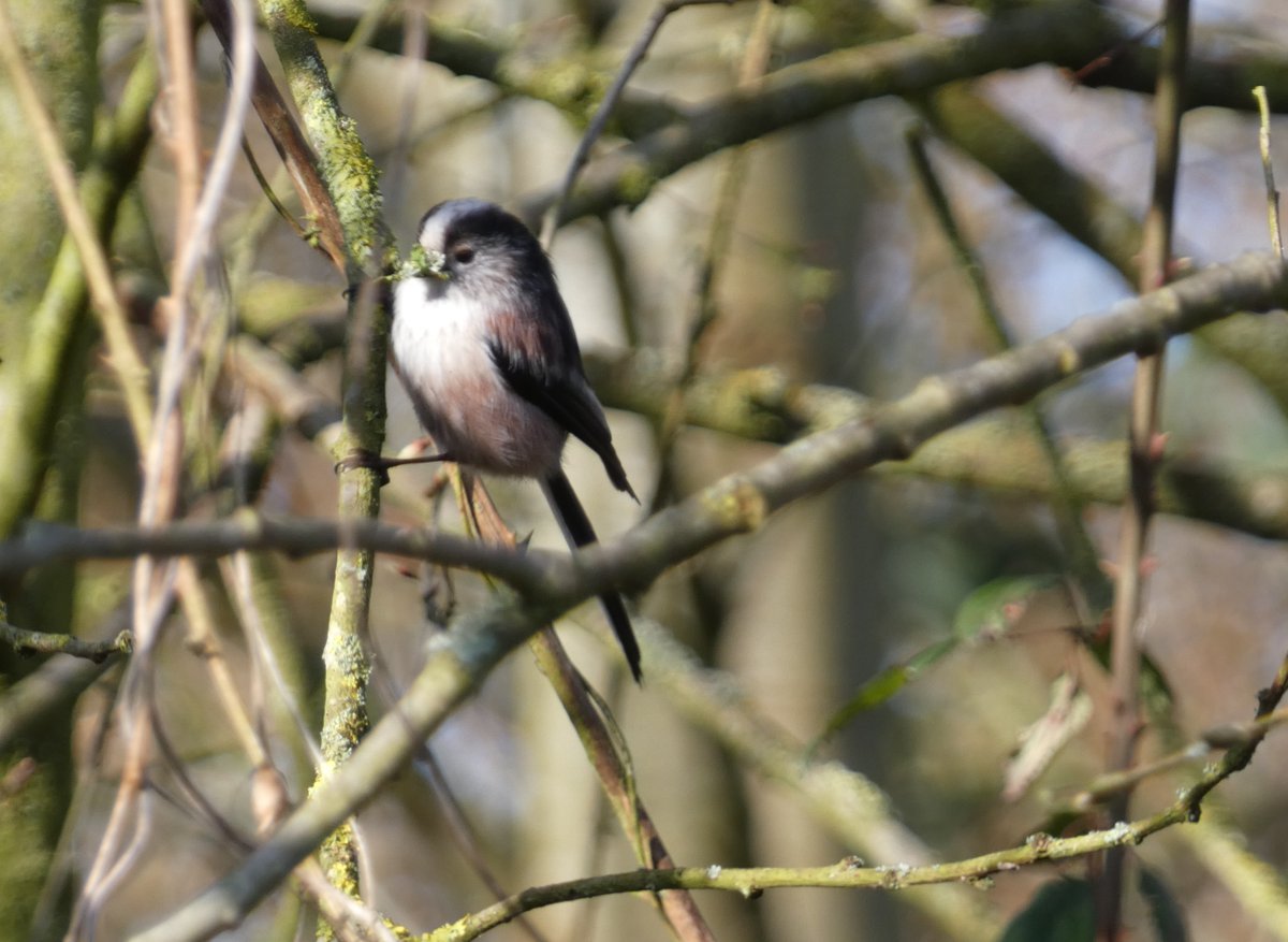 Early #signsofspring at #lackfordlakes with long-tailed collecting some nesting material. 

📷 Mike Andrews