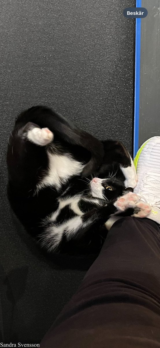 SandraSve88's tweet photo. @RCederfjard #cats #CatsOnTwitter #CatsOfX https://t.co/XExdsHc6qk