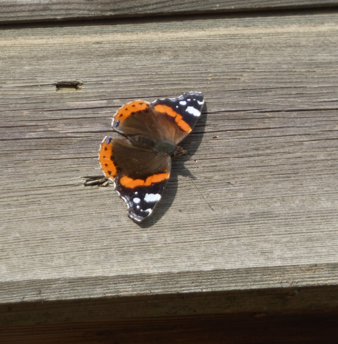Another #signsofspring at #lackfordlakes is our first red admiral spotted warming up on the centre this morning.

📷 Mike Andrews