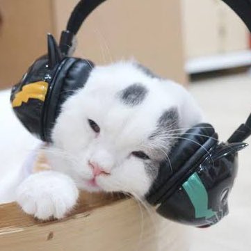마오마오• ᵎ 🍥♡‧₊˚🍄 tweet media