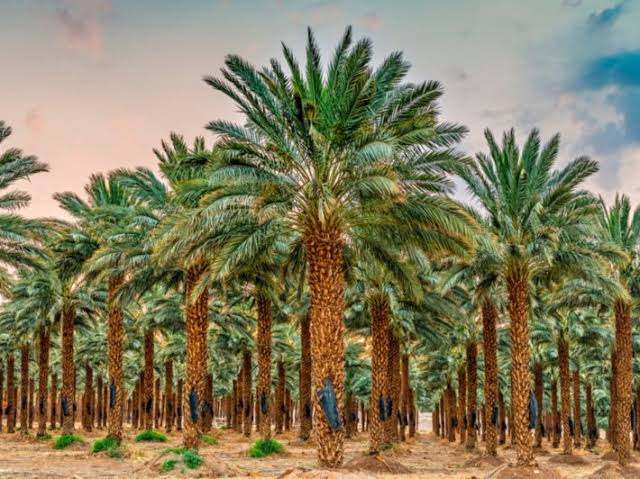 AshrafNRamadan's tweet photo. @InfoFlixx Egypt leads the world in date production! 🇪🇬🥇 Proud to be the global number one in producing high-quality dates. #Egypt #DateProduction #ProudlyEgyptian https://t.co/l5FWe6AbNN
