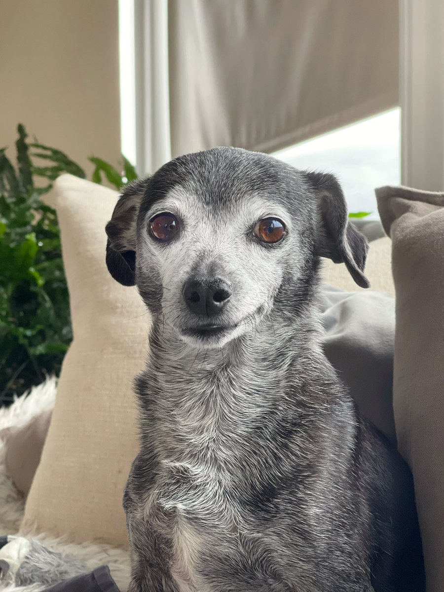 when you know who’s the goodest boy.