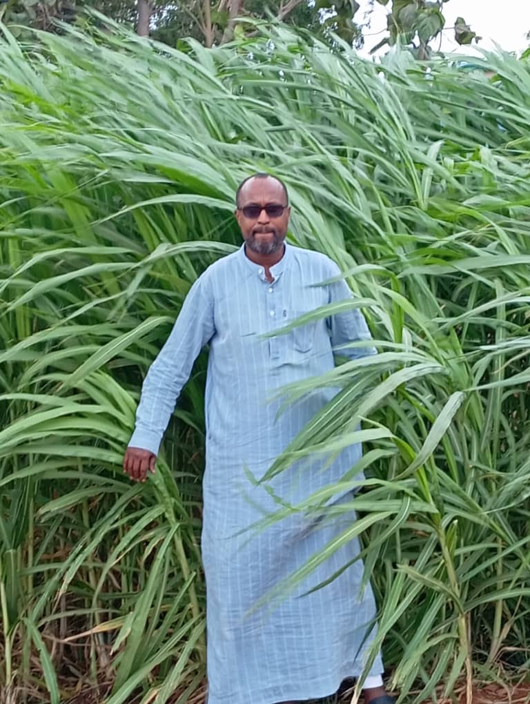 Djbawlah's tweet photo. #Juncaograss was acclimated in the parched desert of Djibouti and it grew 2.4 meters in just 12 weeks. 

With a projected yield of 240 quintals per hectares, each hectare can sustain 60 goats or sheeps with three harvests a year.

No other nutriment supplement is needed as the Juncao grass contains nearly 20% of its mass in protein. 

Revitalizing the pastoralists communities is key for the sustainable development of Horn of Africa. 

Agropastoralism empowered by high yield grass culture is the solution to make rural poverty history.

 By cultivating 5 hectares, each household can generate a yearly income of 10,000 usd.

600 households will benefit soon from the first phase of the cross borders pastoralists communities revitalization programme in Djibouti, Ethiopia and Somalia.

I hope that the Juncao grass will eventually reach Asal counties in Kenya.