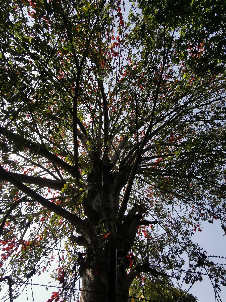 Silk cotton tree is one of the prominent trees in hell, says Garuda Purana! Many sinful ones are hung upside down on that tree, exhausted by hunger &amp; thirst and beaten by the messages of Yama, the death God!!!

Great view, though!!!