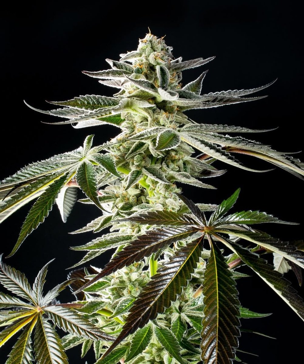 KannabiaGlobal's tweet photo. 🌈 RS11 by #KannabiaSeeds 🌱 @KannabiaSeeds @Kannabia_US @Kannabia_Samen
📷 Credits: (IG) @kannagrowing Thanks, #kannabists !🫶😍🧡💚
ℹ️ #RS11 #seeds ➡️ https://t.co/2TDTG6mX1x
Fem ♀️
Pink Guava x Sunset Sherbert.
Indica dominant hybrid
-35% of #discount #HighLevels #Promo https://t.co/VAw9emoMDp