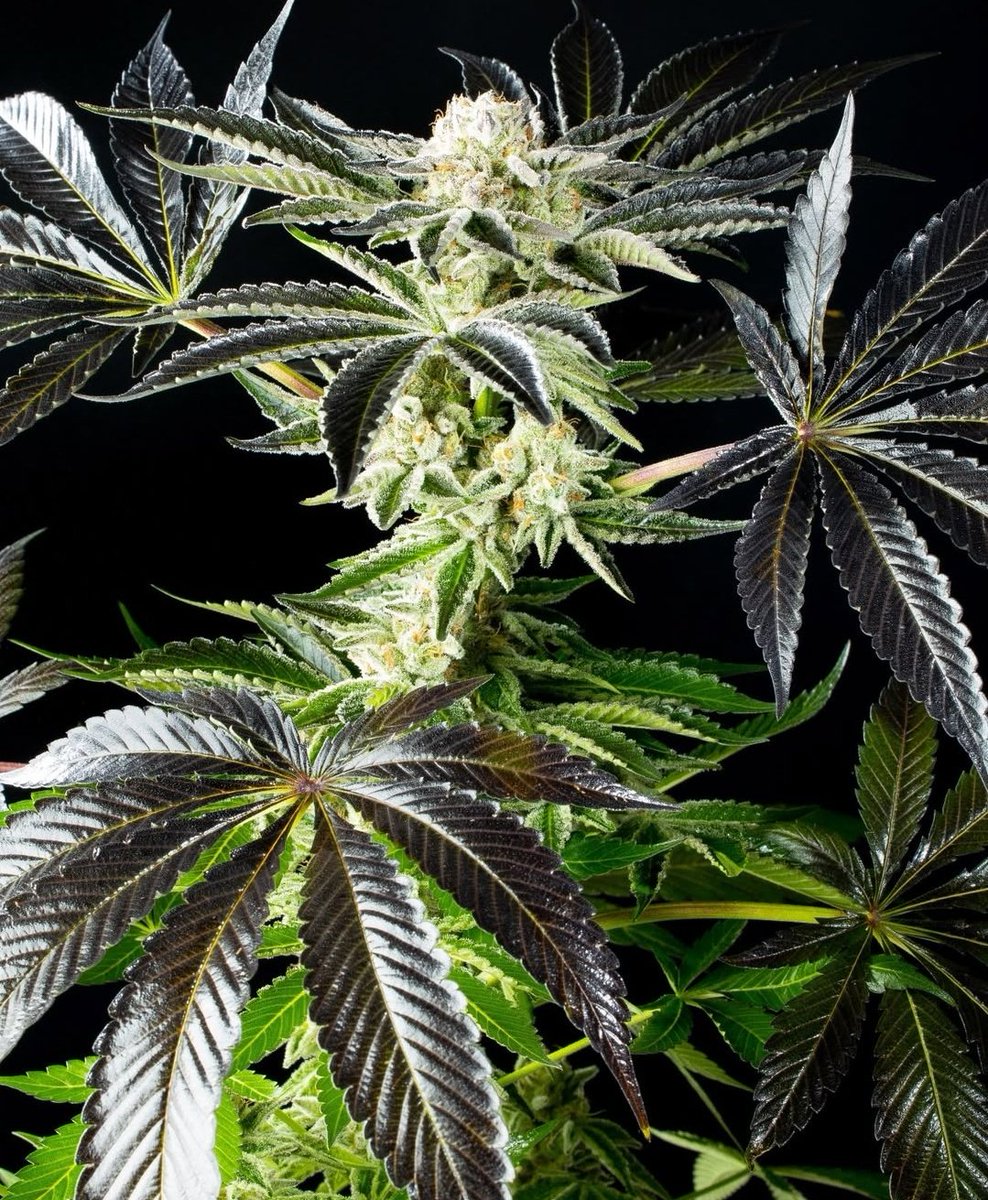 KannabiaGlobal's tweet photo. 🌈 RS11 by #KannabiaSeeds 🌱 @KannabiaSeeds @Kannabia_US @Kannabia_Samen
📷 Credits: (IG) @kannagrowing Thanks, #kannabists !🫶😍🧡💚
ℹ️ #RS11 #seeds ➡️ https://t.co/2TDTG6mX1x
Fem ♀️
Pink Guava x Sunset Sherbert.
Indica dominant hybrid
-35% of #discount #HighLevels #Promo https://t.co/VAw9emoMDp