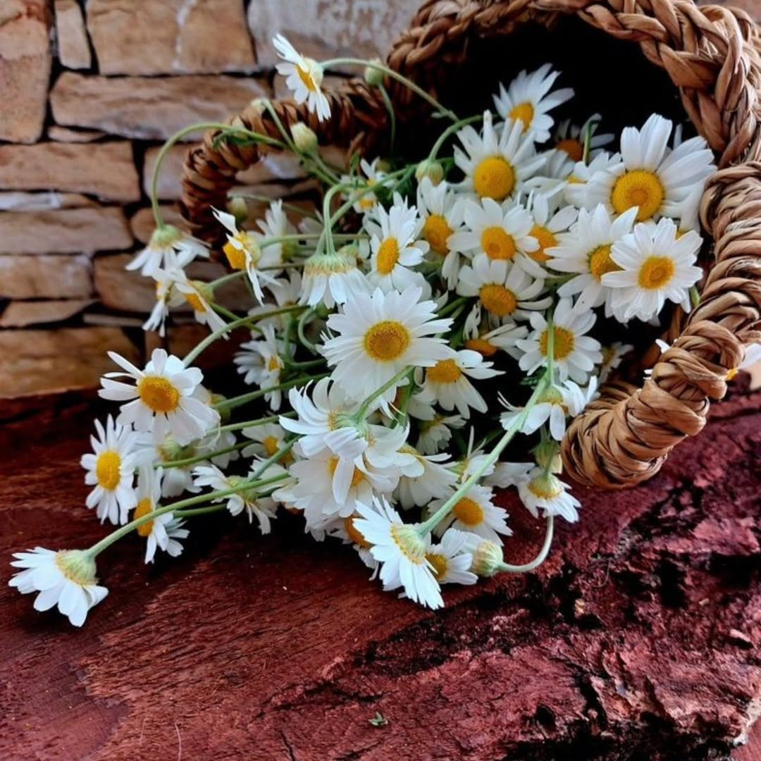 Güzel geçsin gecemiz

#Cuma