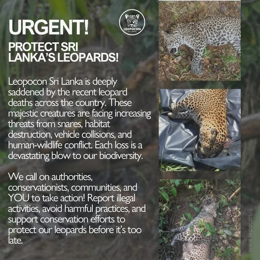leopocon's tweet photo. With today's incident, 3 leopard deaths have been recorded and the last 2 incidents were reported within 24 hours. Read more on our media statement and we call for urgent action on preventing such incidents happening in future. Read more https://t.co/UGtNKpkL7R @SriLankaTweet https://t.co/i2hxsh7qRU