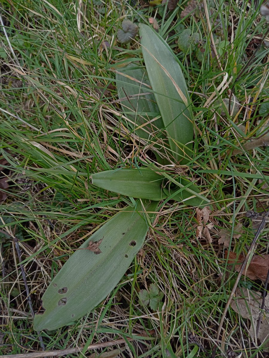 <a href="/BSBIbotany/">BSBI: Botanical Society of Britain & Ireland</a> <a href="/ukorchids/">Wild Orchids UK & Ireland</a>  well this the best birthday find 4 me. After 15 years I say trying 2 find one and yes I have been a bit obsessed with the plant and on a mission to find 1. I've finally found a lizard orchid rosette in Northamptonshire. Bingo!