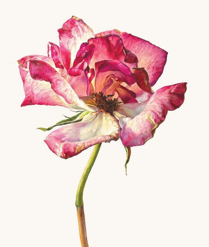 “İnce ve nârin ne vardıysa içimde,
Hoyratça kırdı geçti dünya.”