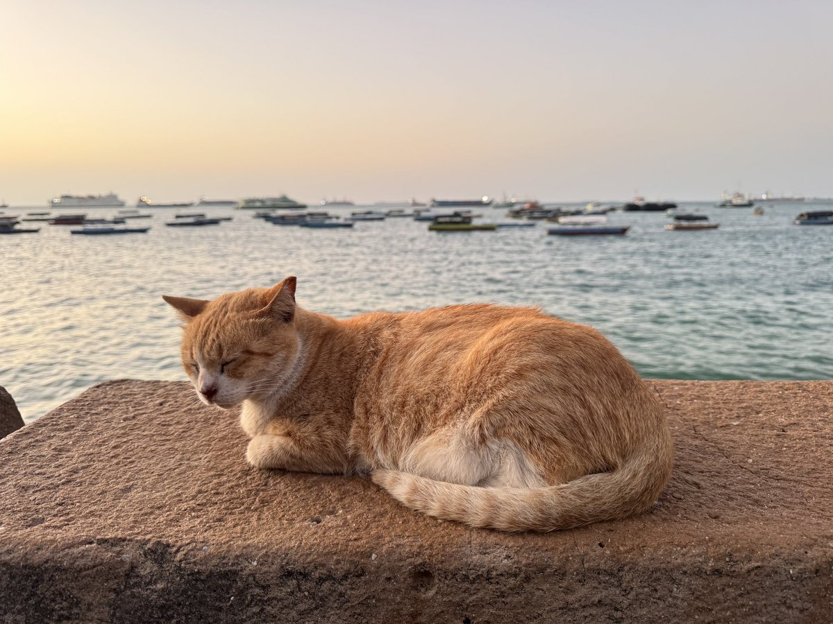 JJacky123's tweet photo. Zanzibar &amp; Tanzania are full of cats! 🐱 From the streets of Stone Town to the beaches and markets, these friendly felines are everywhere. #ZanzibarCats #Tanzania #StreetCats #CatLovers https://t.co/eXPDeRCHvN