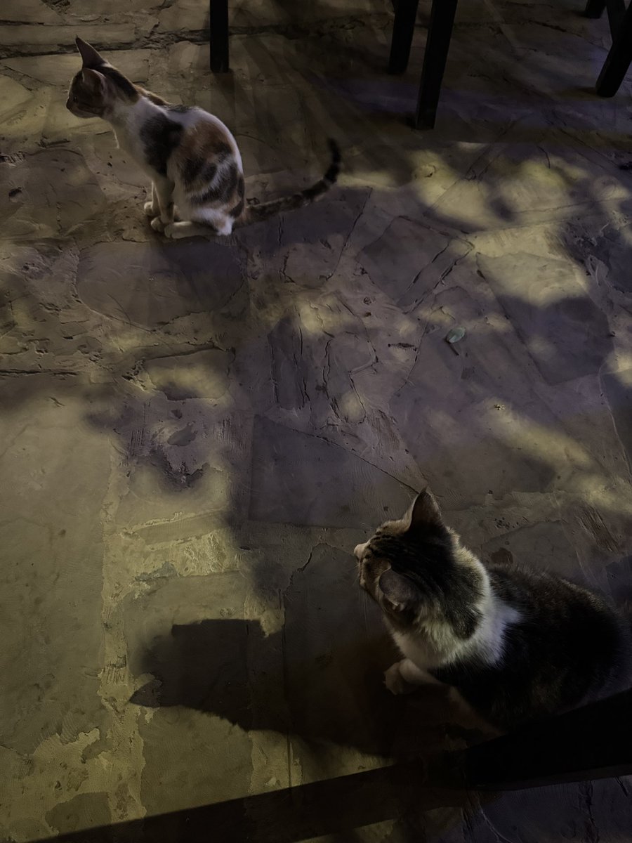 JJacky123's tweet photo. Zanzibar &amp; Tanzania are full of cats! 🐱 From the streets of Stone Town to the beaches and markets, these friendly felines are everywhere. #ZanzibarCats #Tanzania #StreetCats #CatLovers https://t.co/eXPDeRCHvN