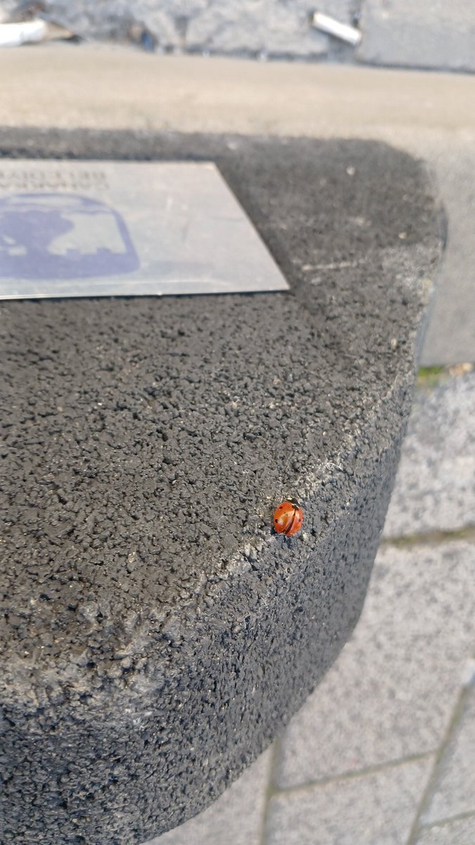 Kameralara yaşanmış bir uğur böcüğü