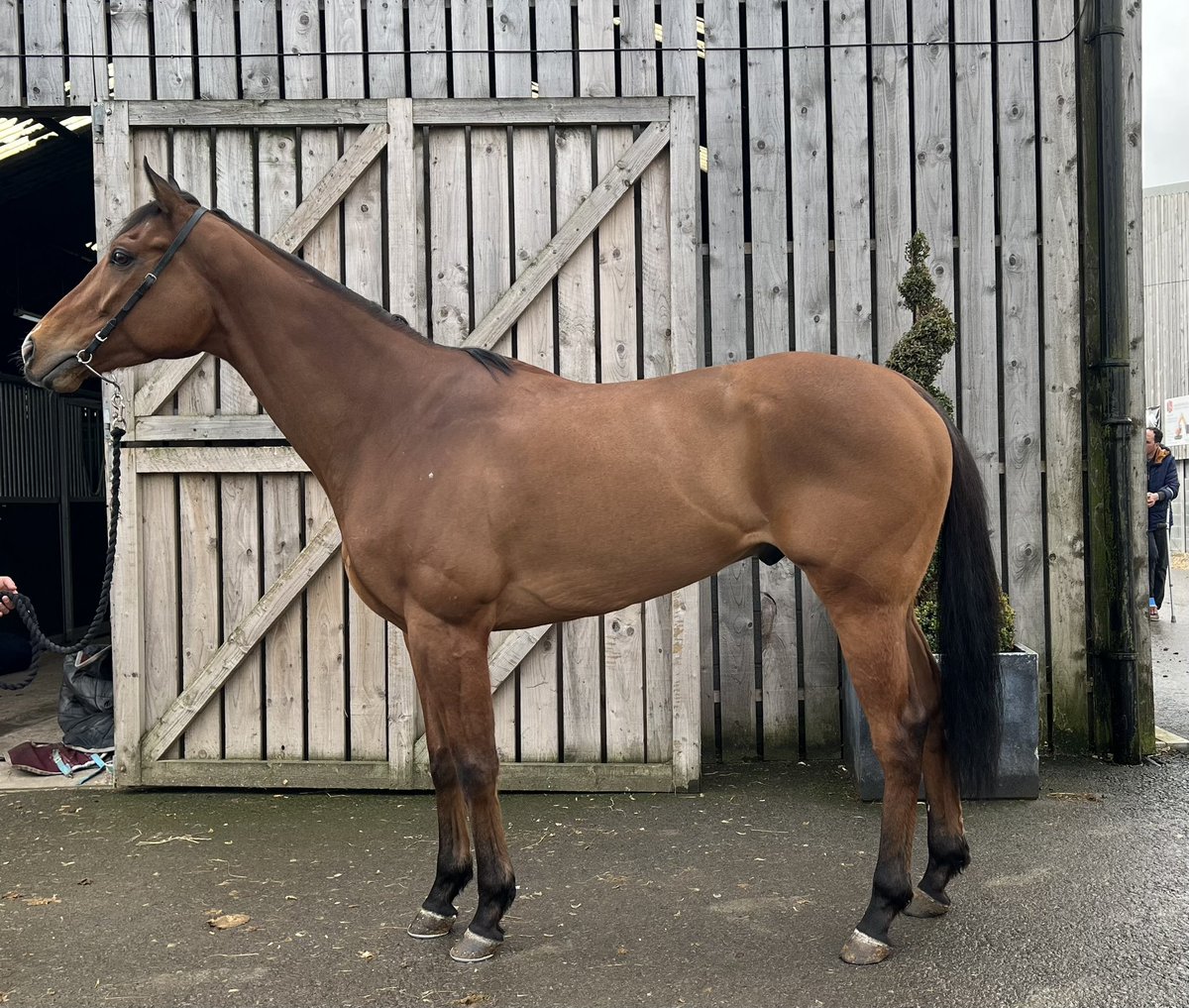 MakingHeadwayR's tweet photo. 🔵🟡⚪️

Bowood looking well for his break and we are looking forward to seeing him back on track! @STandARPartners @ivanfurtado21 @EboracumRacing 

🔵🟡⚪️ https://t.co/vgnq3LJ2xS