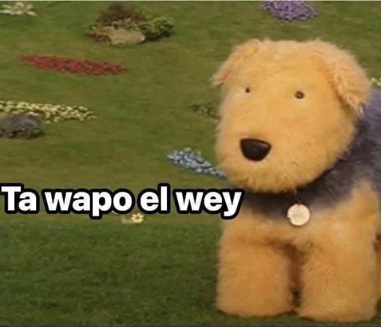 RORISTE's tweet image. Yo viendo a mi perrito haciendo absolutamente nada: