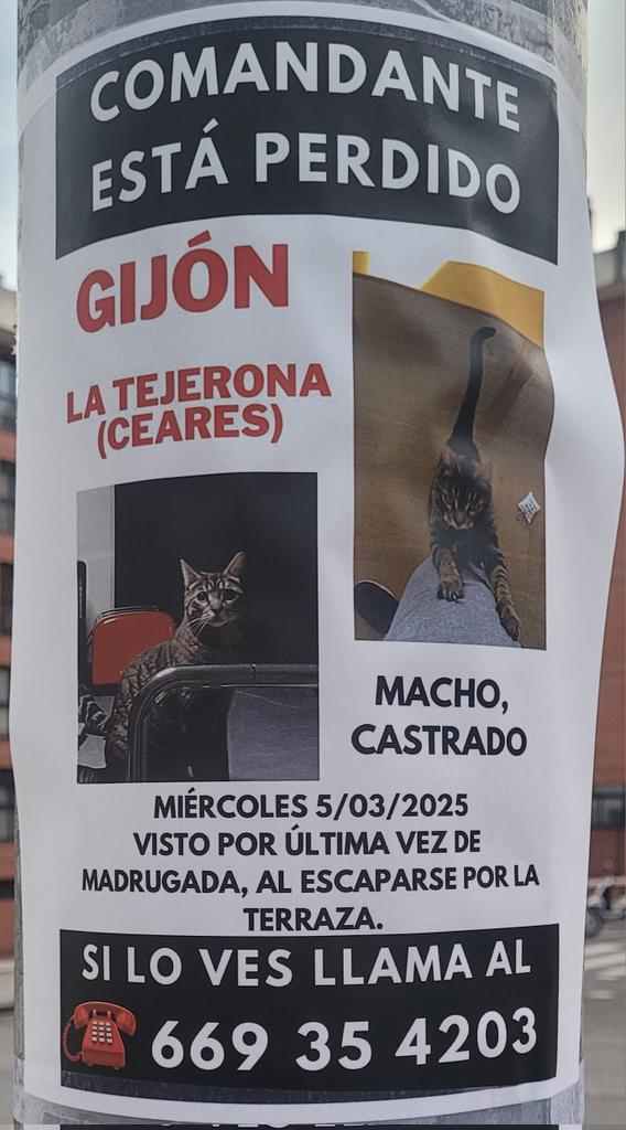 SusanLCoen's tweet image. Vuelvo a compartirlo por si hay suerte y alguien ha visto a Comandante. Tiene dos años y es dócil. Zona Ceares/Coto/Viesques en Gijón.