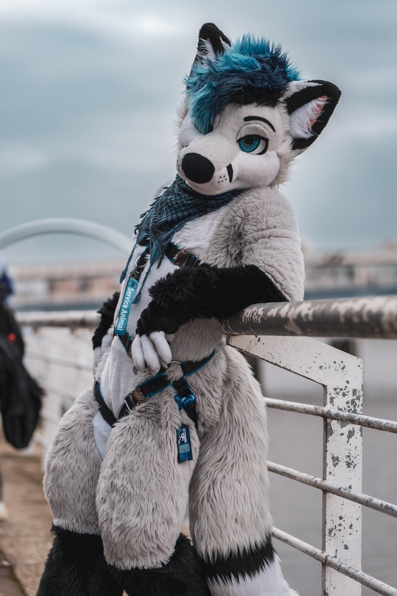 One laid back fox!! 🦊
#FursuitFriday

📸: <a href="/havokhusky/">H A V O K 🏴󠁧󠁢󠁳󠁣󠁴󠁿 💀💯®️</a>