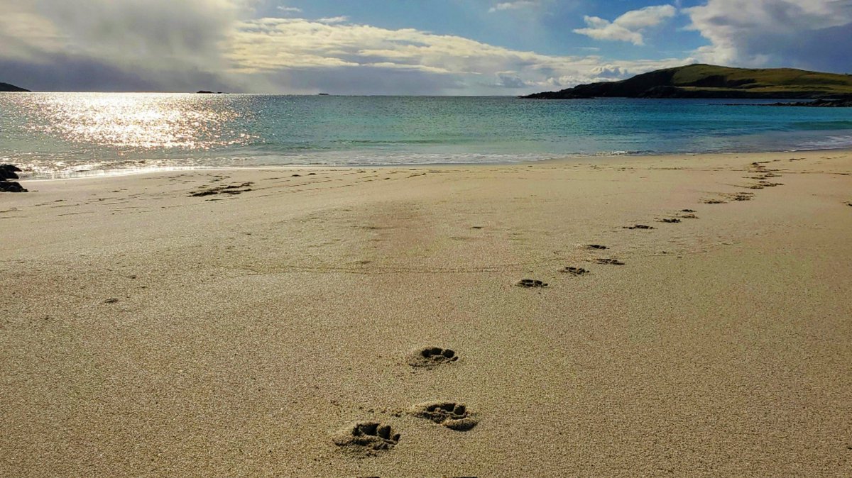 Otter footprints in the sand #Shetland