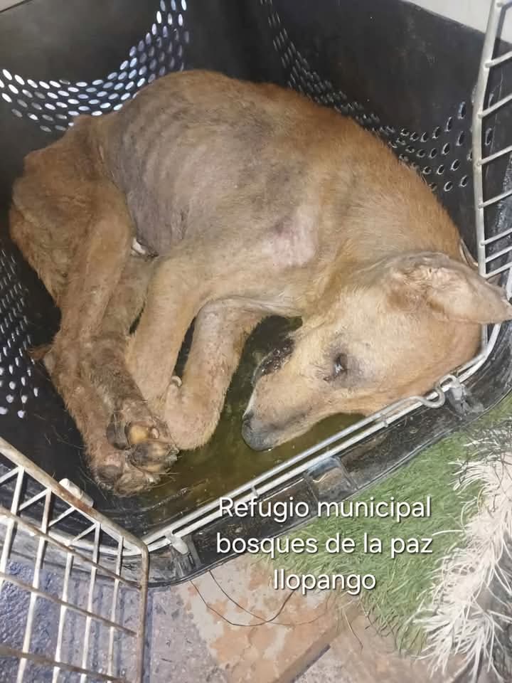 Somosngeles1's tweet photo. La comunidad animalista seguimos esperando la captura del alcalde José chicas y sus empleados encargados del pseudo refugio de ilopango por maltrato animal, negligencia y muerte de muchos perritos a los que tenían el deber de proteger 
@nayibbukele 
@FiscalGeneralSV
JUSTICIA YA https://t.co/XR9PqxOqSx