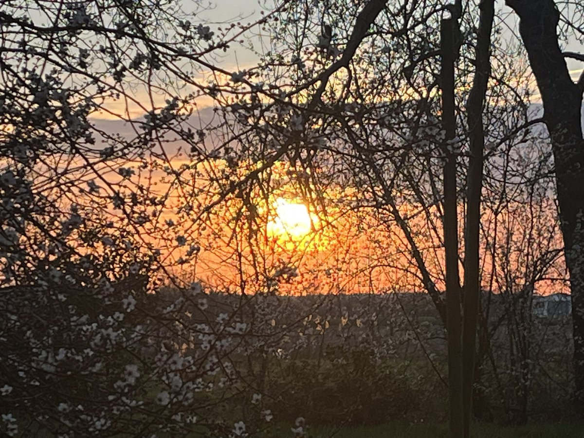 ROVERduMOULIN's tweet image. Coucouaf Bonsoir !

Regarde comme il est coquin ce soir, notre Phœbus ! 

Il joue à couche-couche derrière les fleurs de prunus.

Puisse un lit de fleurs enchanter ta nuit. 

Sommes des chiens coquins 😈