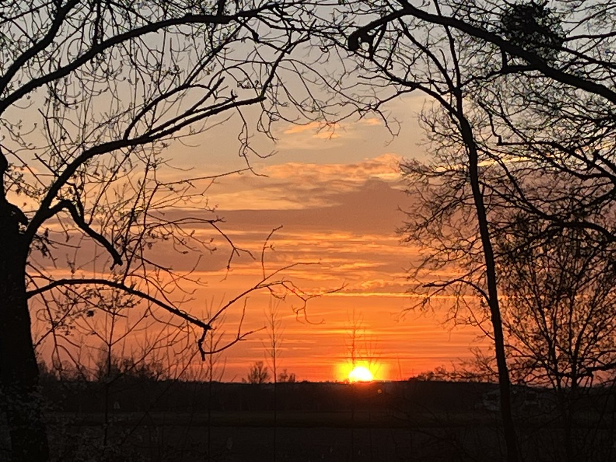 ROVERduMOULIN's tweet image. Coucouaf Bonsoir !

Regarde comme il est coquin ce soir, notre Phœbus ! 

Il joue à couche-couche derrière les fleurs de prunus.

Puisse un lit de fleurs enchanter ta nuit. 

Sommes des chiens coquins 😈