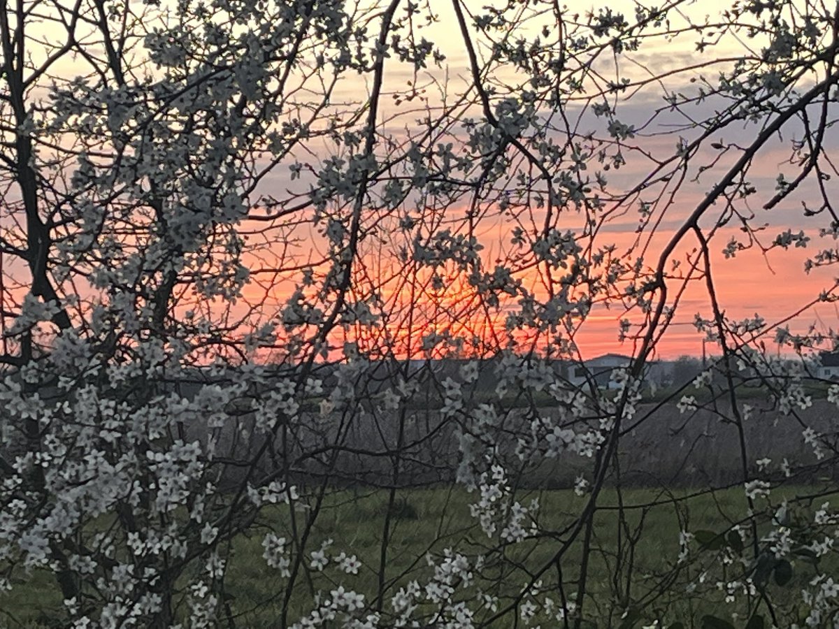 ROVERduMOULIN's tweet image. Coucouaf Bonsoir !

Regarde comme il est coquin ce soir, notre Phœbus ! 

Il joue à couche-couche derrière les fleurs de prunus.

Puisse un lit de fleurs enchanter ta nuit. 

Sommes des chiens coquins 😈