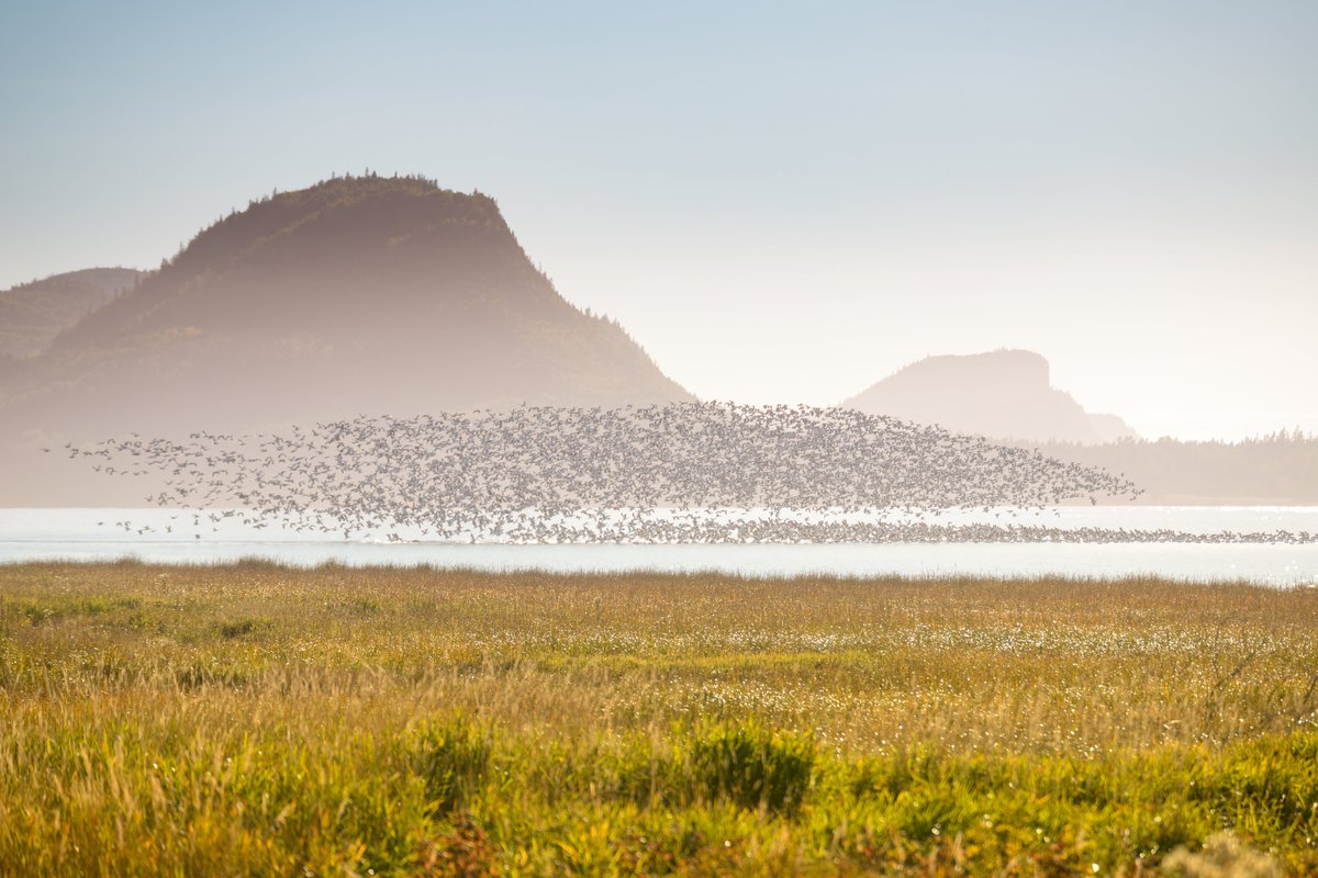 Les gouvernements du Canada et du Québec annoncent leur engagement d’ajouter près de 3 250 km2 au parc marin du Saguenay–Saint-Laurent et un territoire préliminaire à l’étude d’environ 14 000 km2 pour le projet de parc marin Anticosti-Mingan. 

Détails : ow.ly/eXaz50VcRLy