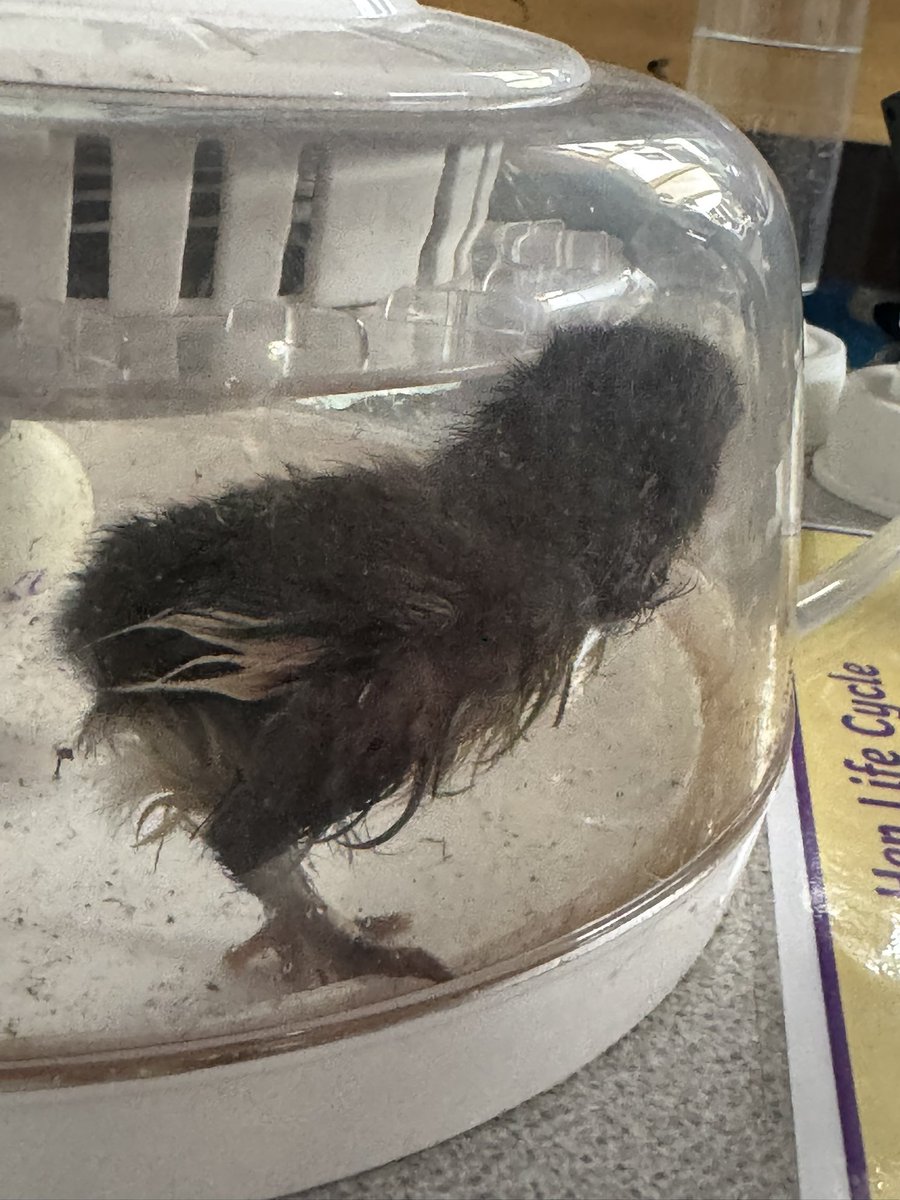 EastMortonCEP's tweet photo. Meet Daisy 🌼 Welcome to the world little chick 🐣 @WeAreBDAT #ScienceatEM #EYFS https://t.co/64gEHvnCKq
