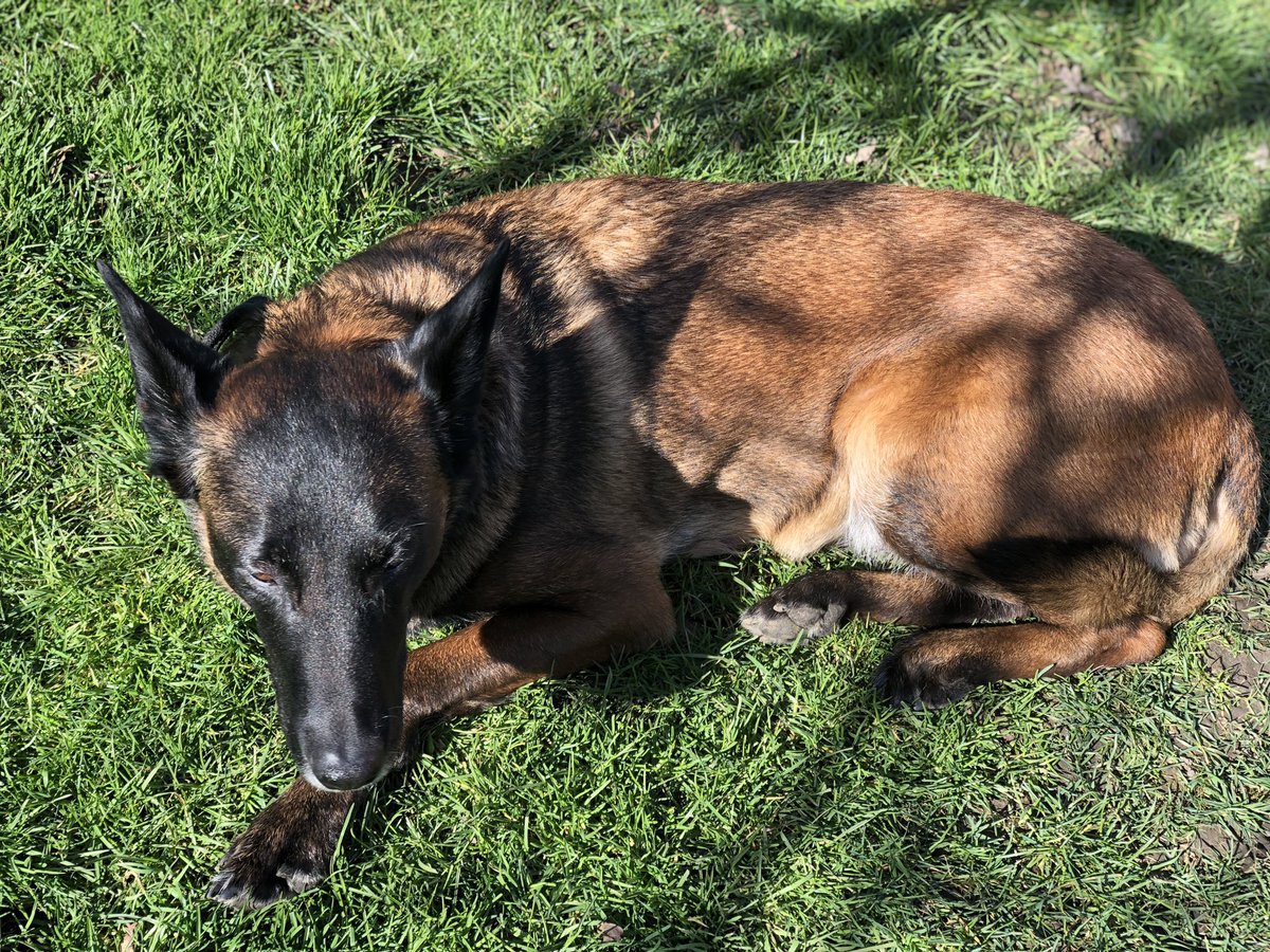 Chappers2013's tweet photo. Some chilling in the garden on Thursday afternoon with @PBaloo and #rpdrex 
Spring is definitely here 🌸 https://t.co/Z6g6m42imA